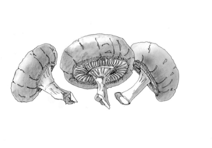 Picture of 3 MUSHROOMS DRAWING