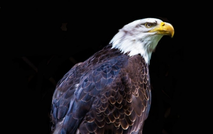 Picture of AMERICAN BALD EAGLE