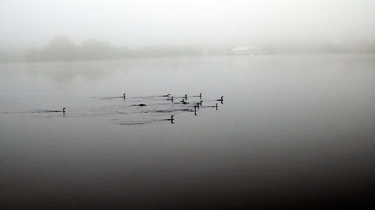 Picture of BIRDS IN WATER IN FOG 1