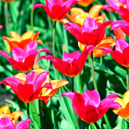 Picture of FLOWER 7 BED OF RED FLOWERS