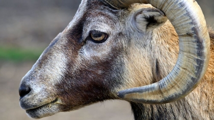 Picture of MOUNTAIN SHEEP 2