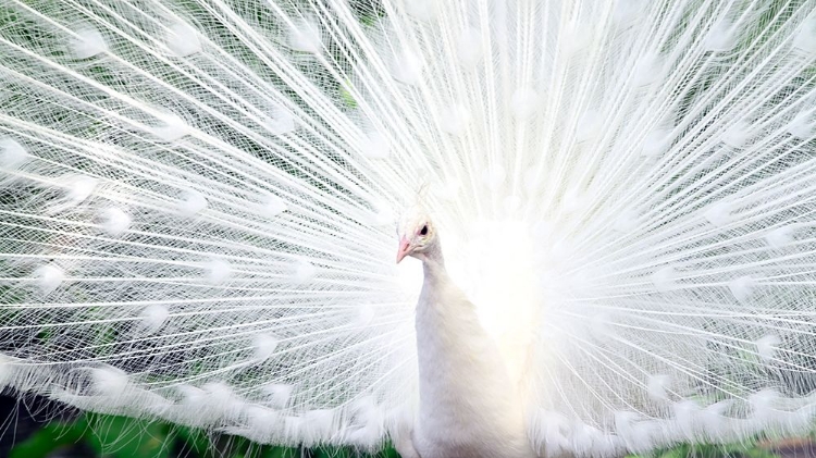 Picture of WHITE PEACOCK