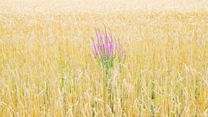 Picture of FIELD COW-WHEAT