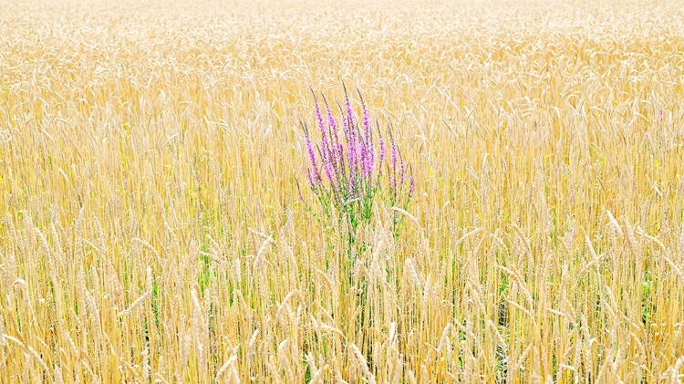 Picture of FIELD COW-WHEAT