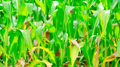 Picture of THE LEAVES OF CORN ON THE COB