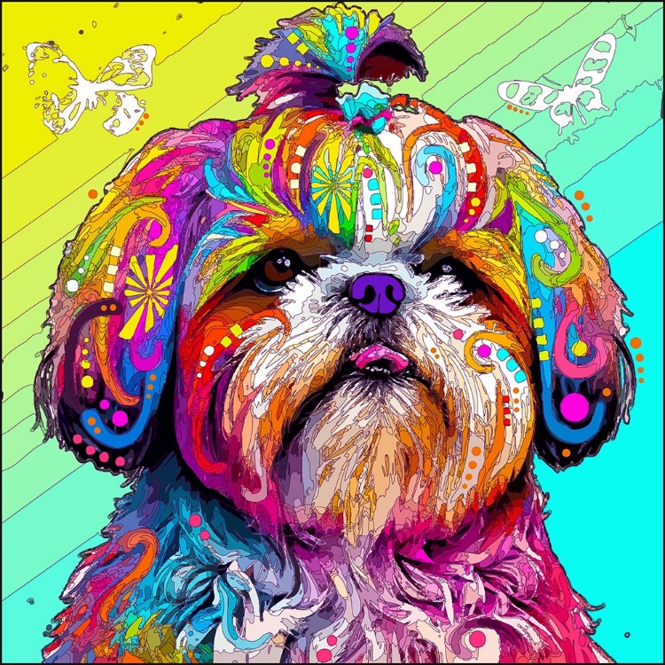 Picture of RAINBOW SHIH TZU