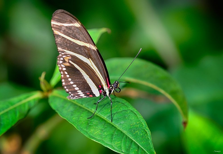 Picture of 1983_BUTTERFLY HOUSE-HDR