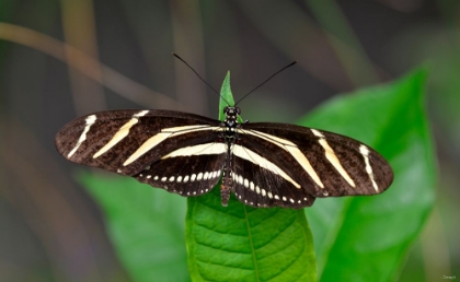 Picture of 1987_BUTTERFLY HOUSE