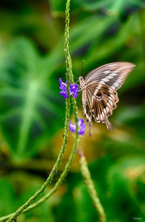 Picture of 2011_BUTTERFLY HOUSE-HDR