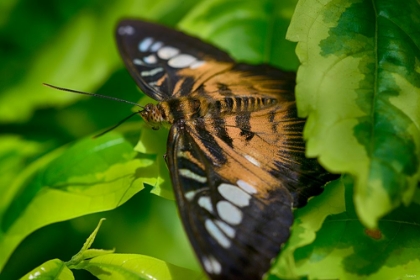 Picture of 2026_BUTTERFLY HOUSE-HDR