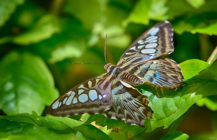 Picture of 2028_BUTTERFLY HOUSE-HDR