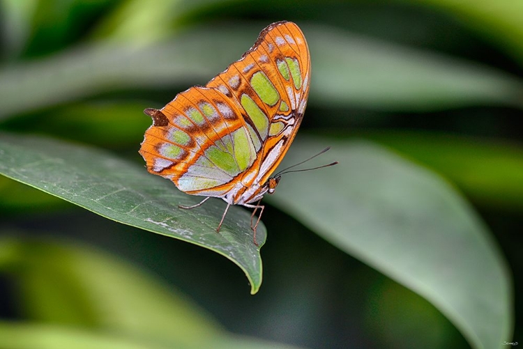 Picture of 2052_BUTTERFLY HOUSE-HDR