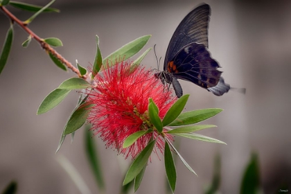 Picture of 2068_BUTTERFLY HOUSE-HDR