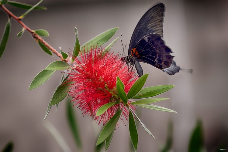 Picture of 2068_BUTTERFLY HOUSE-HDR