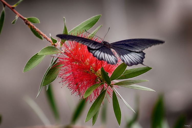 Picture of 2071_BUTTERFLY HOUSE-HDR