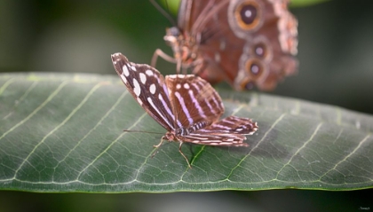 Picture of 2080_BUTTERFLY HOUSE-HDR