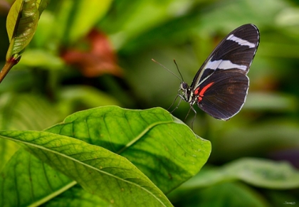 Picture of 2114_BUTTERFLY HOUSE-HDR