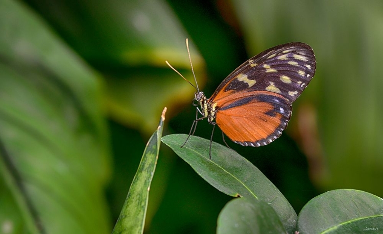 Picture of 2116_BUTTERFLY HOUSE-HDR