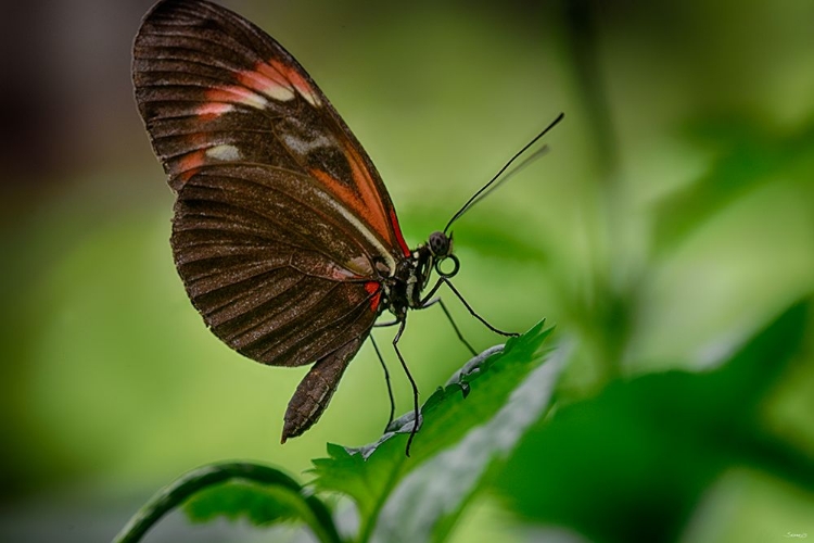 Picture of 2119_BUTTERFLY HOUSE-HDR