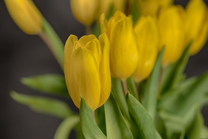 Picture of GS-YELLOW TULIPS_029