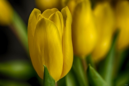 Picture of GS-YELLOW TULIPS_030