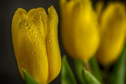 Picture of GS-YELLOW TULIPS_032