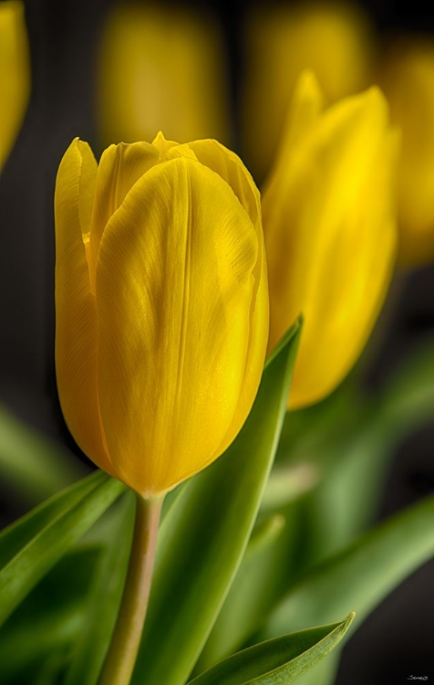 Picture of GS-YELLOW TULIPS_035