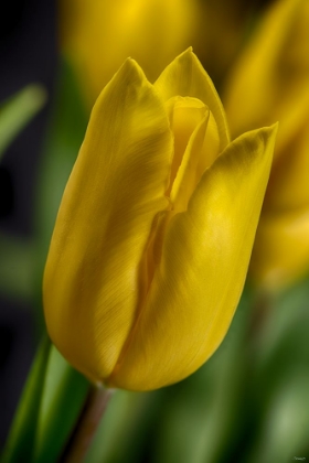 Picture of GS-YELLOW TULIPS_037