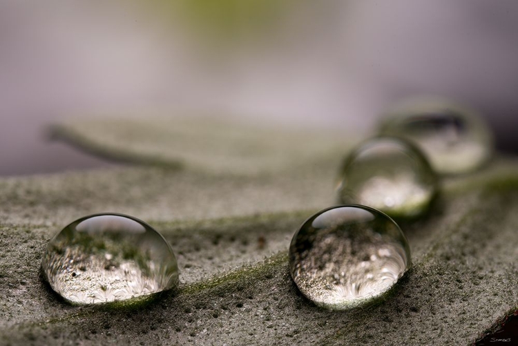 Picture of DEW DROPS MACRO 08