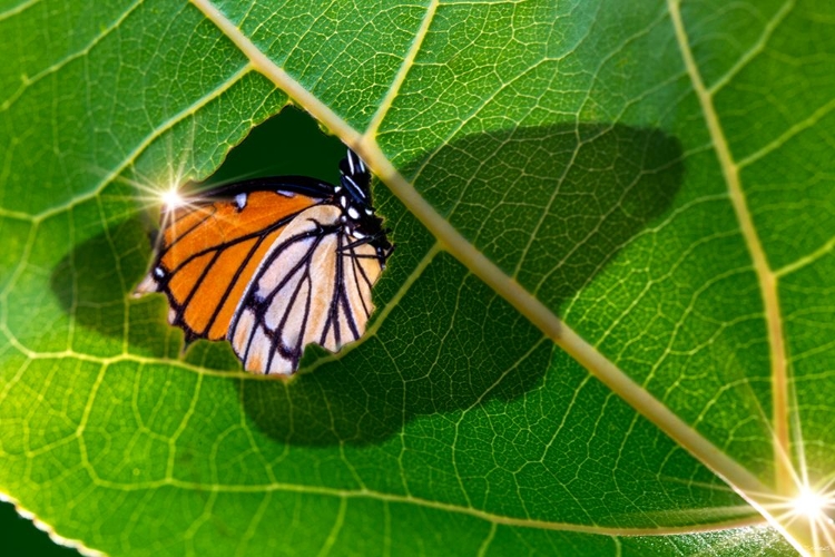 Picture of SHADOW OF A MONARCH