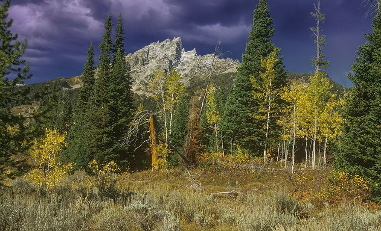 Picture of RETURN TO THE GRAND TETONS 12