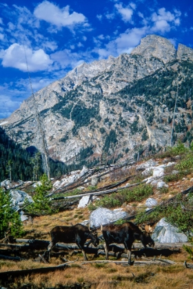 Picture of GRAND TETONS NATIONAL PARK 01