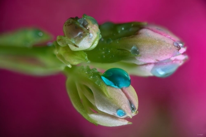 Picture of AMERICAN BUDS 03