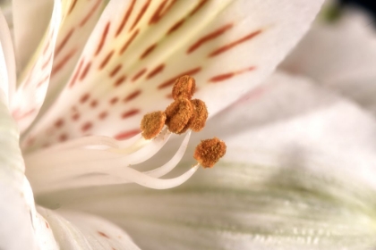 Picture of ALSTROEMERIA 01