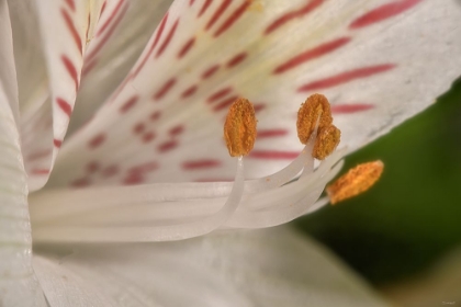 Picture of ALSTROEMERIA 02