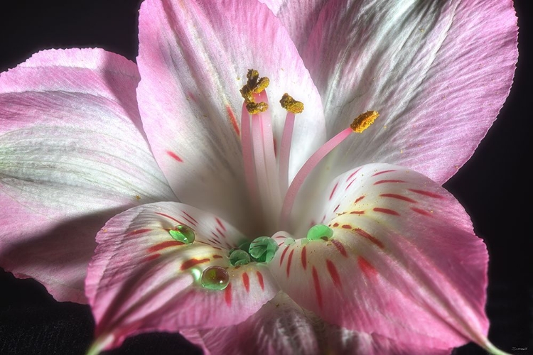 Picture of ALSTROEMERIA 03