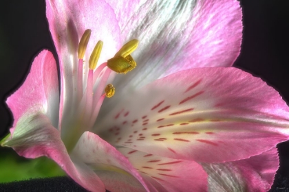 Picture of ALSTROEMERIA 06