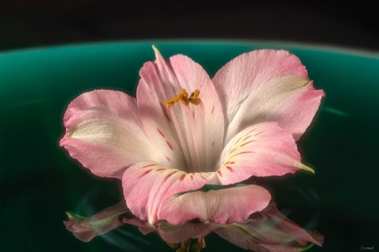 Picture of ALSTROEMERIA 09