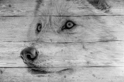 Picture of WOLFGRAIN 02