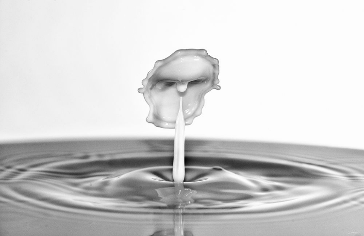 Picture of MILK SPLASH 6254