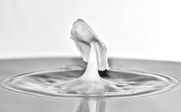 Picture of MILK SPLASH 6305