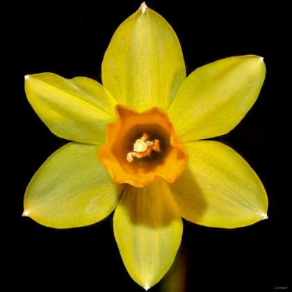 Picture of DAFFODILS 01