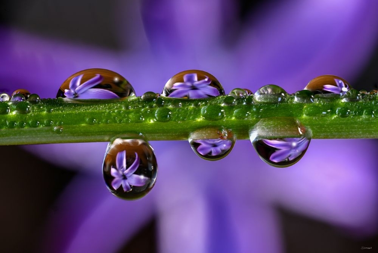 Picture of PURPLE HYACINTHS 01