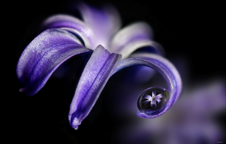 Picture of PURPLE HYACINTHS 02