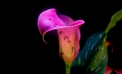 Picture of CALLA LILY 01