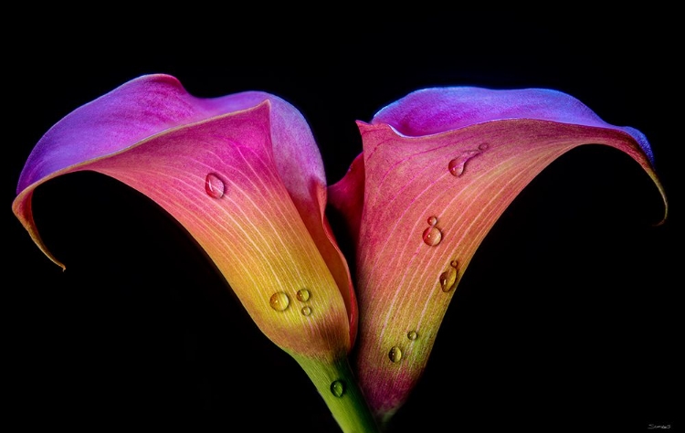 Picture of CALLA LILY 02