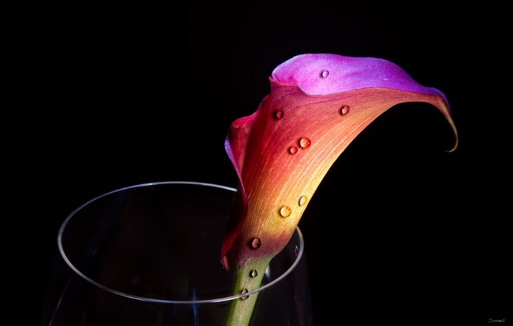 Picture of CALLA LILY 03