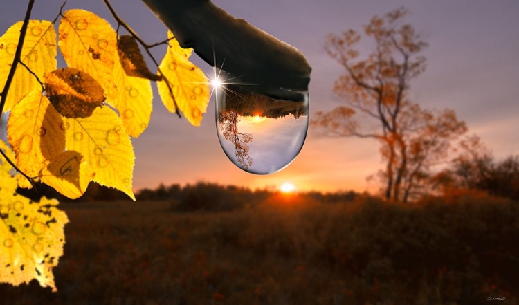 Picture of DEWDROP SUNRISE