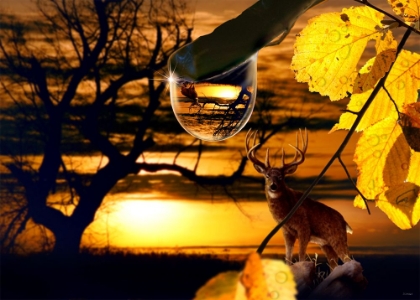 Picture of DEWDROP SUNSET