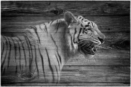 Picture of WOODGRAIN ANTIQUES TIGER 01